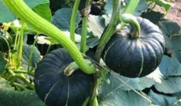 最近网红吃瓜事件,揭秘网络舆论背后的真相与争议